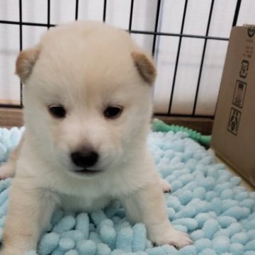 柴犬(豆柴)【高知県・女の子・2023年2月1日・白色】の写真「ハニママ長女♀️おてんば🐶へインちゃん💗」