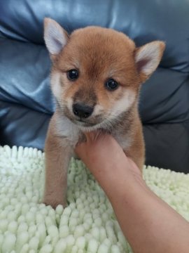 柴犬(豆柴)【高知県・男の子・2021年7月20日・赤】の写真「👀ぱっちり次男くん」