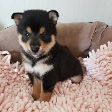 柴犬(豆柴)【高知県・男の子・2023年8月14日・黒色】の写真「ぴーちゃんママ長男🐻おっとりとした昼顔くん♂」