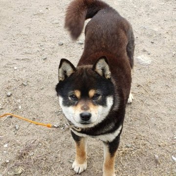 柴犬(豆柴)【高知県・男の子・2021年10月30日・黒】の写真「こぶりで元気な男の子♂」