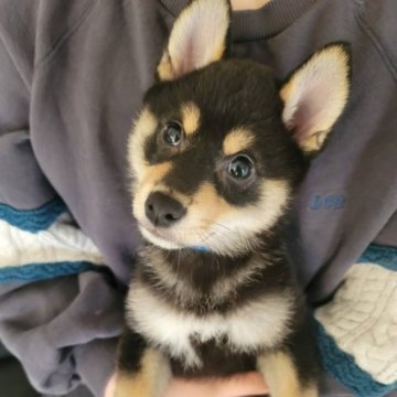 柴犬(豆柴)【高知県・男の子・2023年2月1日・黒色】の写真「ハニママ長男♂甘えん坊🐻ダニエルくん💙」