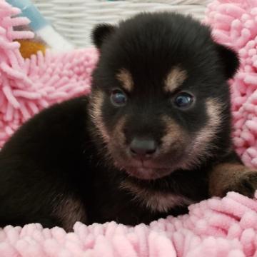 柴犬(豆柴)【高知県・女の子・2022年6月17日・黒】の写真「可愛すぎます❤️すみママ次女音ちゃん♀」