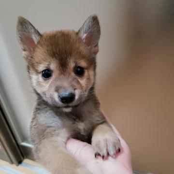 柴犬(豆柴)【高知県・女の子・2022年8月28日・赤】の写真「極小❤️土佐のはちきんおてんばさん♀」