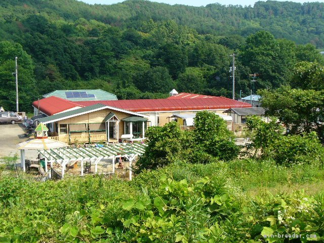 岡山県吉備中央町の大自然の中で育った可愛い子犬たちを是非見に来て下さい♪｜藏屋　弘子(くらや　ひろこ)ブリーダー(岡山県・キャバリアなど・JKC登録)の紹介写真1