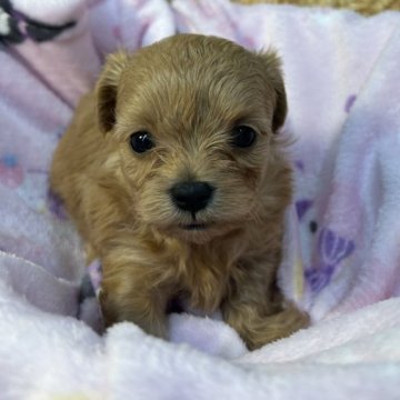 チワプー(チワワ×トイプードル)【神奈川県・女の子・2024年12月13日・アプリ】の写真「小さい可愛い女の子」