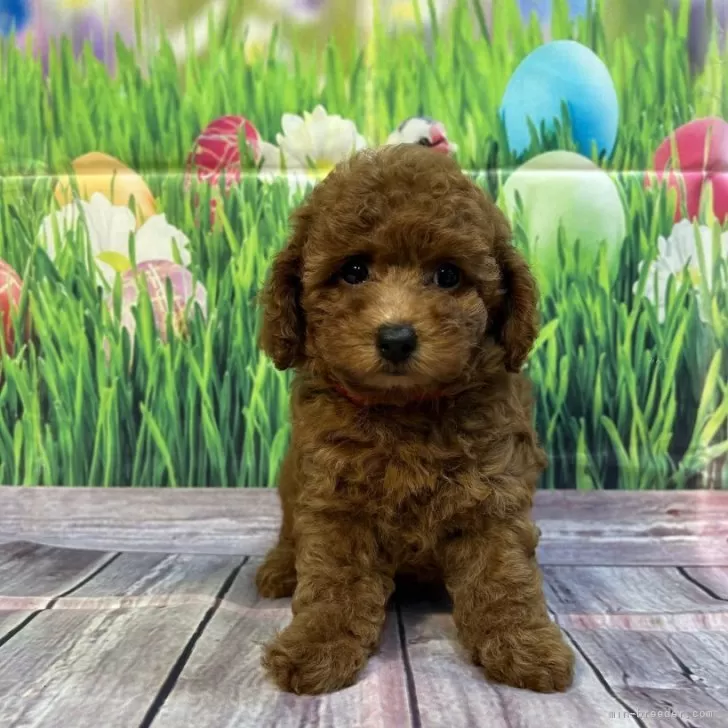 ＹＹ 様のお迎えした子犬