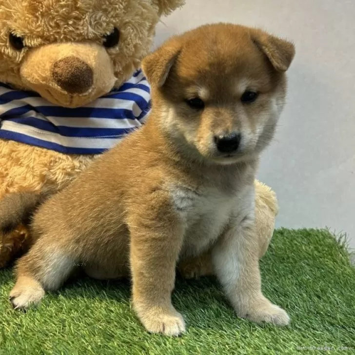 柴犬(標準サイズ)【神奈川県・男の子・2024年5月28日・赤】の写真1