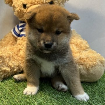 柴犬(標準サイズ)【神奈川県・男の子・2024年5月31日・赤】の写真「可愛いイケメン君」