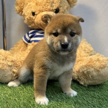 柴犬(標準サイズ)【神奈川県・女の子・2024年5月31日・赤】の写真「可愛い女の子」