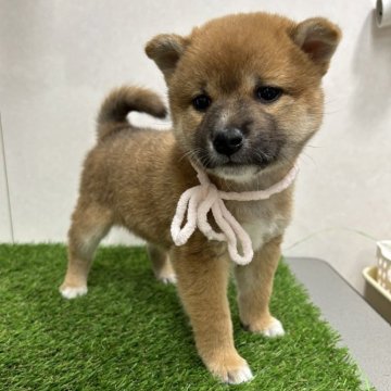 柴犬(標準サイズ)【神奈川県・女の子・2023年12月1日・赤】の写真「靴下履いてるみたいで可愛い子です」