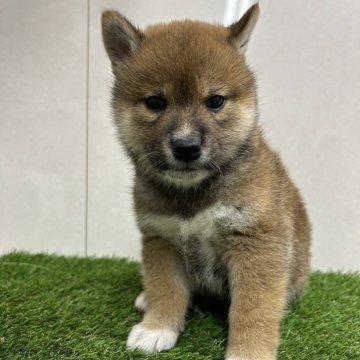 柴犬(標準サイズ)【神奈川県・男の子・2023年12月1日・赤】の写真「イケメン君」