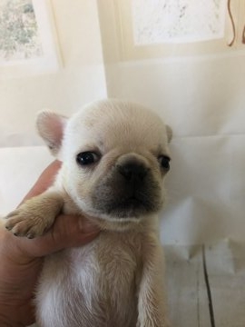 フレンチブルドッグ【神奈川県・女の子・2019年2月1日・クリーム】の写真「小さい子です」