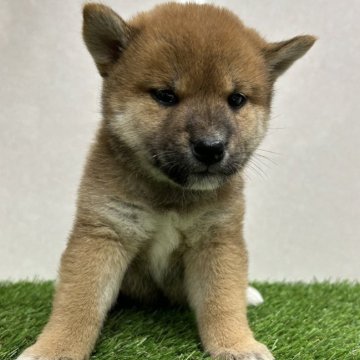 柴犬(標準サイズ)【神奈川県・女の子・2023年12月1日・赤】の写真「しっぽと足が白い」