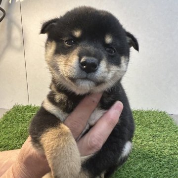 柴犬(標準サイズ)【神奈川県・男の子・2023年11月20日・黒】の写真「タンがハッキリのイケメンくんです」