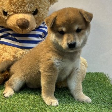 柴犬(標準サイズ)【神奈川県・男の子・2024年5月28日・赤】の写真「可愛いイケメン君」