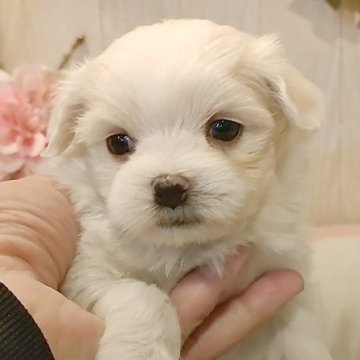 マルチーズ【愛知県・男の子・2024年11月21日・ホワイト】の写真「小さなマルチーズちゃん」