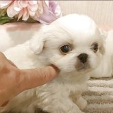 ペキニーズ