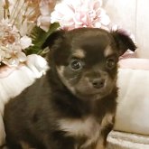 チワワ(ロング)