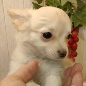 チワワ(ロング)【愛知県・女の子・2024年6月9日・クリーム.】の写真「小さめの女の子です。」