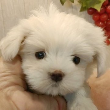 マルチーズ【愛知県・男の子・2024年6月15日・ホワイト】の写真「綺麗なホワイトのマルチーズちゃん。」