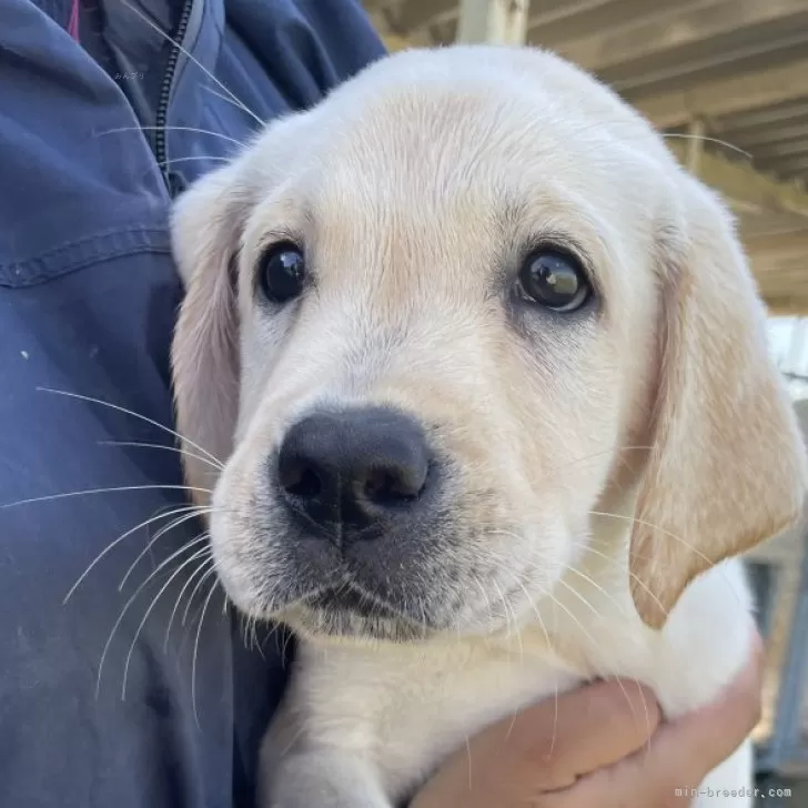 ハル 様のお迎えした子犬