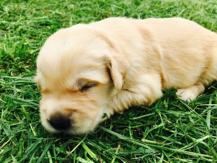 森 様のお迎えした子犬