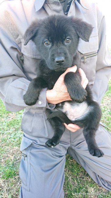 ジャーマン シェパード ドッグ 男の子 ブラック 19 10 25生まれ 三重県 子犬id 1912 可愛い訓練タイプの仔犬 ちゃん みんなのブリーダー