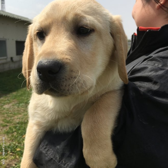 ラブラドールレトリバー 三重県 男の子 18年1月1日 イエロー 世界チャンピオンの血統を持つ子犬です みんなのブリーダー 子犬id 1801