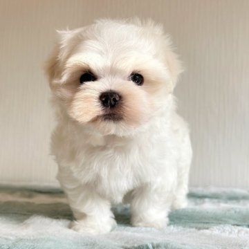 マルチーズ【富山県・男の子・2025年2月10日・ホワイト】の写真「やんちゃでイケメンなマルチーズの男の子🩵」