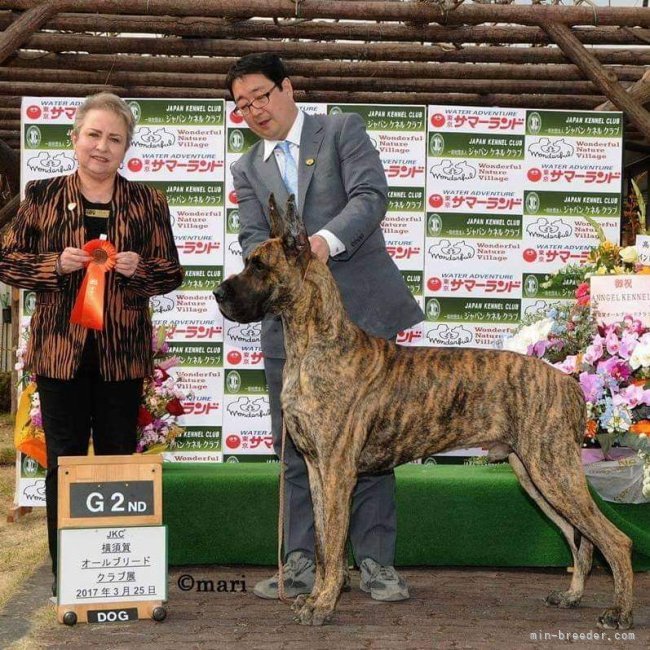 薄井　政美(うすい　まさみ)ブリーダー(埼玉県・ブルドッグなど・JKC登録)の紹介写真1