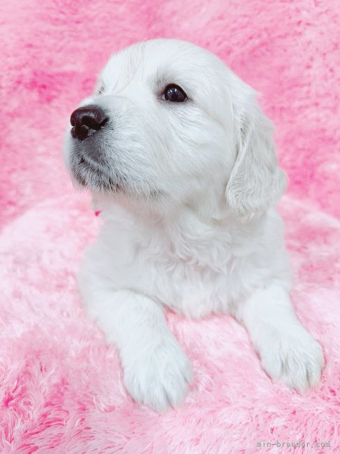 英国系ゴールデンの子犬｜矢野　貴久(やの　たかひさ)ブリーダー(大分県・ミニチュアシュナウザーなど・JKC/KC登録)の紹介写真10