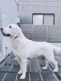 ゴールデンレトリバー【大分県・男の子・2024年5月31日・クリーム】の写真4「父ロシアCH輸入犬！パパです✨」