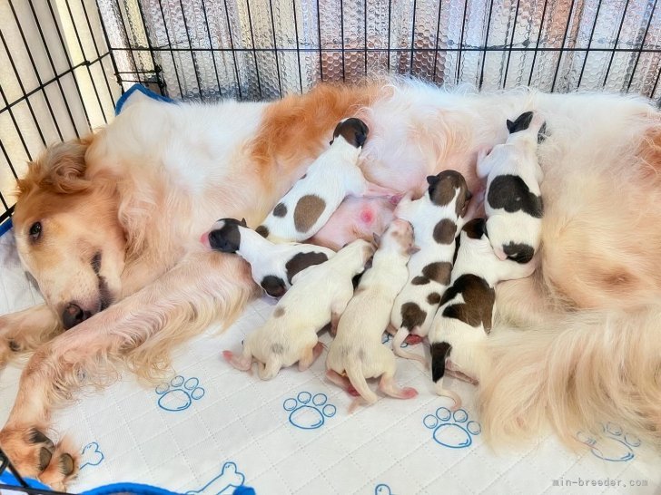 岩手県のボルゾイの子犬を探す｜ブリーダー直販の子犬販売【みんなのブリーダー】