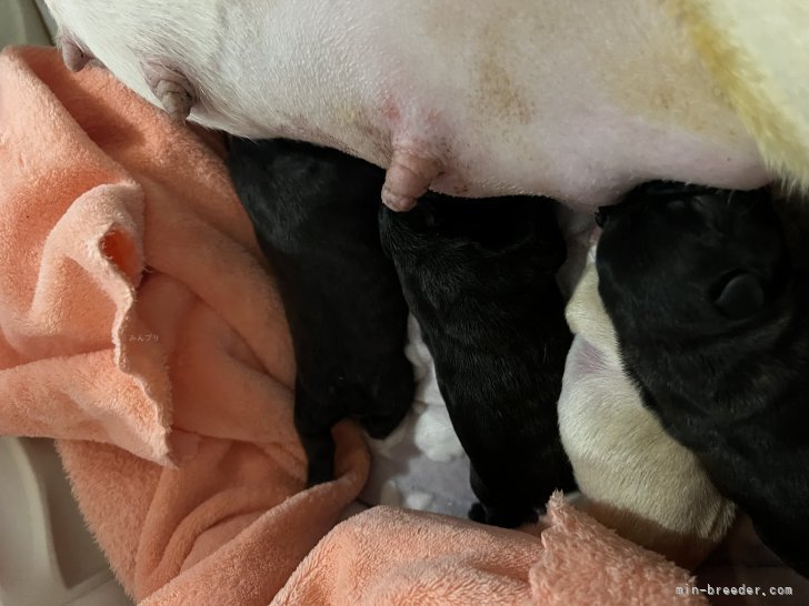 丹波麗子ブリーダーのブログ：子犬が産まれました😊