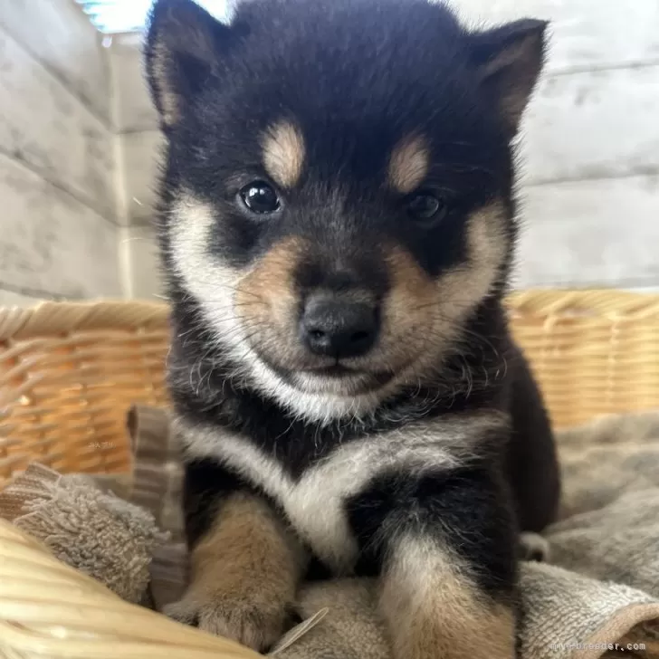 柴犬(標準サイズ)【静岡県・男の子・2024年10月4日・黒】の写真1