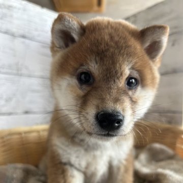 柴犬(標準サイズ)【静岡県・女の子・2024年12月10日・赤】の写真「ちょっと大人しい女の子！」