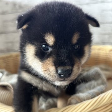 柴犬(標準サイズ)【静岡県・男の子・2024年10月5日・黒】の写真「キレイな黒柴の男の子！」