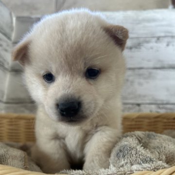 柴犬(標準サイズ)【静岡県・男の子・2024年10月14日・白】の写真「可愛らしい白い男の子！」