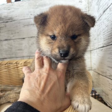 柴犬(標準サイズ)【静岡県・男の子・2024年9月29日・赤】の写真「優しい顔立ちの男の子！」