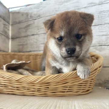 柴犬(標準サイズ)【静岡県・女の子・2024年9月29日・赤】の写真「かわいい女の子！」