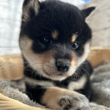 柴犬(標準サイズ)【静岡県・女の子・2024年11月26日・黒】の写真「色柄がとてもキレイな女の子！」