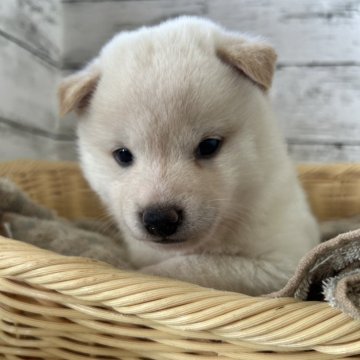 柴犬(標準サイズ)【静岡県・女の子・2024年10月14日・白】の写真「愛らしい女の子！」