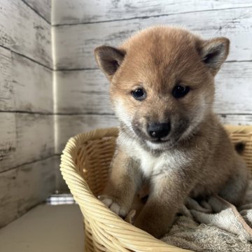 柴犬(標準サイズ)【静岡県・女の子・2024年9月29日・赤】の写真「可愛い顔立ちの女の子！」