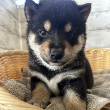 柴犬(標準サイズ)【静岡県・男の子・2024年10月4日・黒】の写真「凛々しい男の子！」