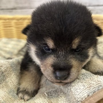 柴犬(標準サイズ)【静岡県・女の子・2024年10月20日・黒】の写真「可愛い女の子！」