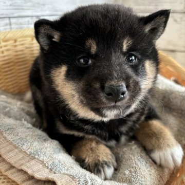 柴犬(豆柴)【静岡県・女の子・2024年12月29日・黒】の写真「可愛い女の子！」