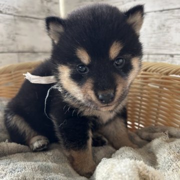 柴犬(標準サイズ)【静岡県・男の子・2024年10月5日・黒】の写真「可愛い男の子！」