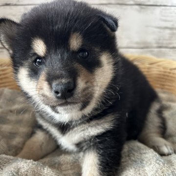 柴犬(標準サイズ)【静岡県・男の子・2024年10月5日・黒】の写真「優しい顔立ちの男の子！」