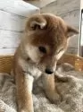 柴犬(標準サイズ)【静岡県・女の子・2024年12月10日・赤】の写真3