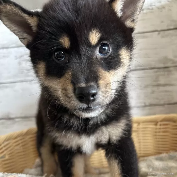 こばけん 様のお迎えした子犬